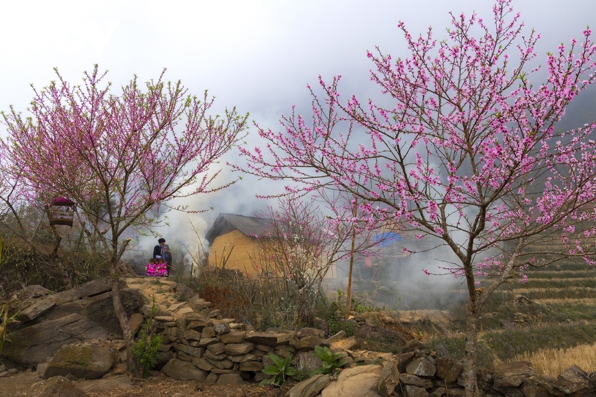 peach blossoms in full bloom in northwestern vietnam picture 6