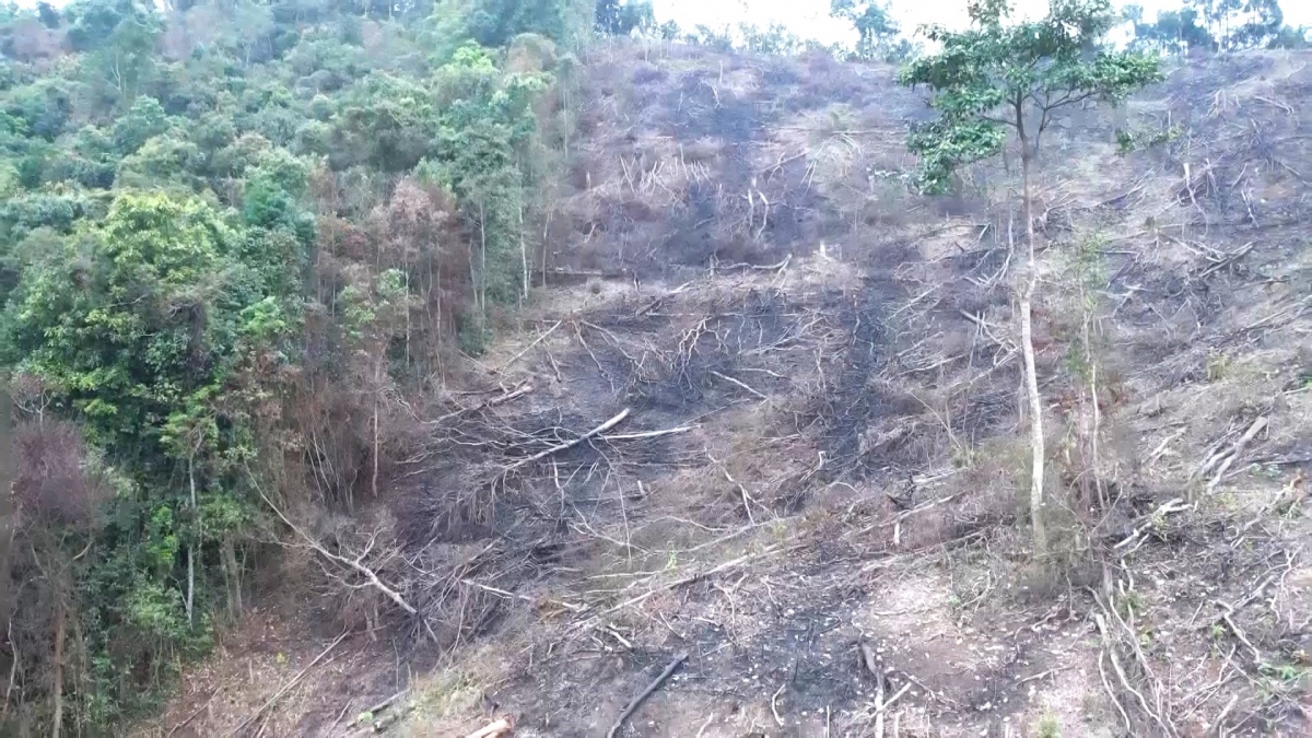 De nghi khoi to vu pha gan 6 hec ta rung tu nhien tai tinh quang binh hinh anh 1