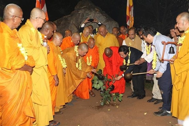 sapling from world s longest-living bodhi tree planted in bai dinh pagoda picture 1