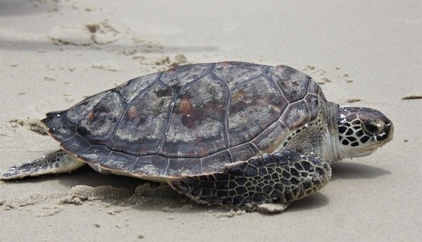 giant sea turtle rescued, released to nature picture 1