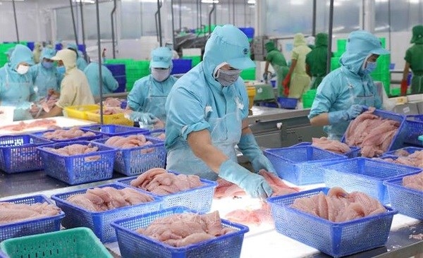 pangasius exports predicted to recover from third quarter picture 1
