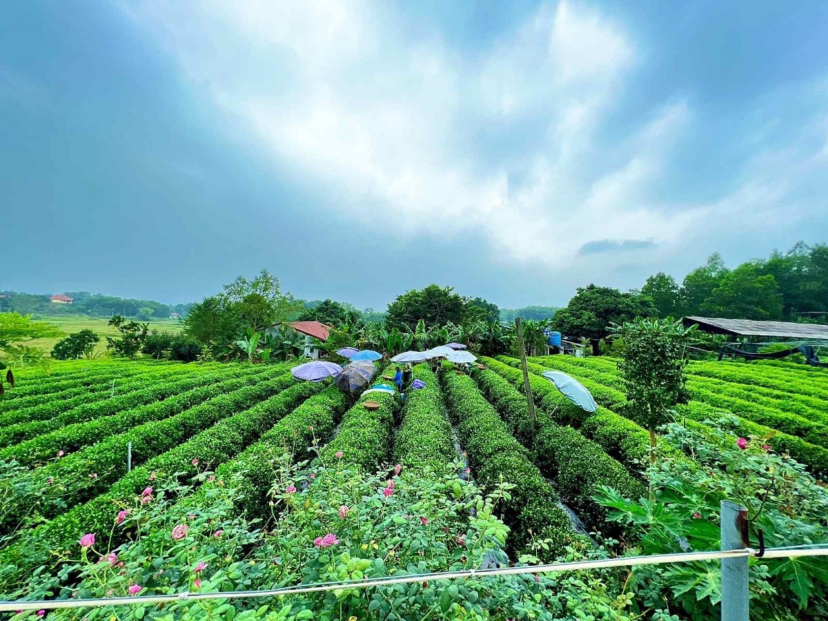 "Khăn gói" về quê trồng chè, chàng thanh niên 9X khởi nghiệp thành công