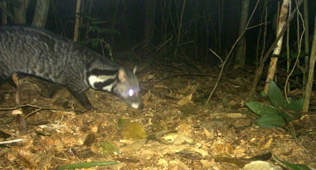 rare civet species discovered in central natural reserve picture 1