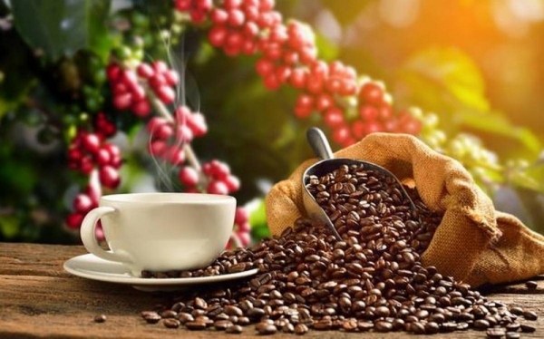 coffee exports to netherlands enjoy three-digit growth picture 1