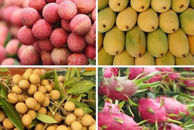 vietnamese fruits gain strong foothold in australia picture 1
