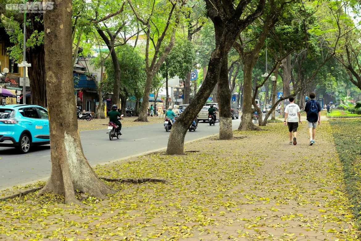 ngam con duong lang man nhat ha noi ruc vang mua sau thay la hinh anh 10