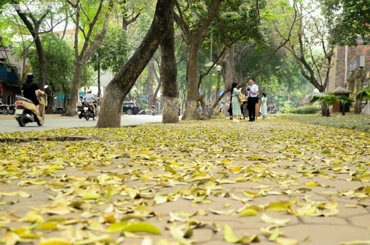 Con đường phan đình phùng rực vàng mùa sấu thay lá