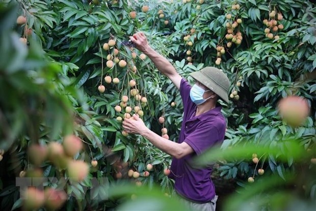 bac giang seeks to boost lychee export to us picture 1