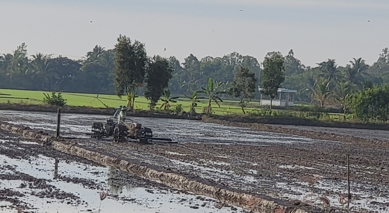 vu lua Dong xuan o hau giang duoc mua - duoc gia hinh anh 1