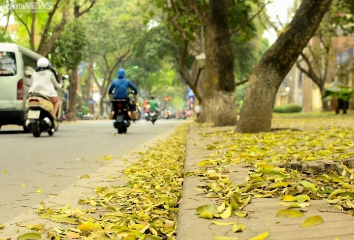 ngam con duong lang man nhat ha noi ruc vang mua sau thay la hinh anh 2