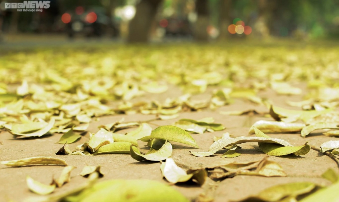 ngam con duong lang man nhat ha noi ruc vang mua sau thay la hinh anh 5