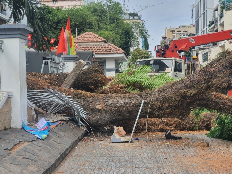 TP.HCM chỉ đạo xử lý vụ cây xanh ở trường học ngã đổ làm nhiều người bị thương