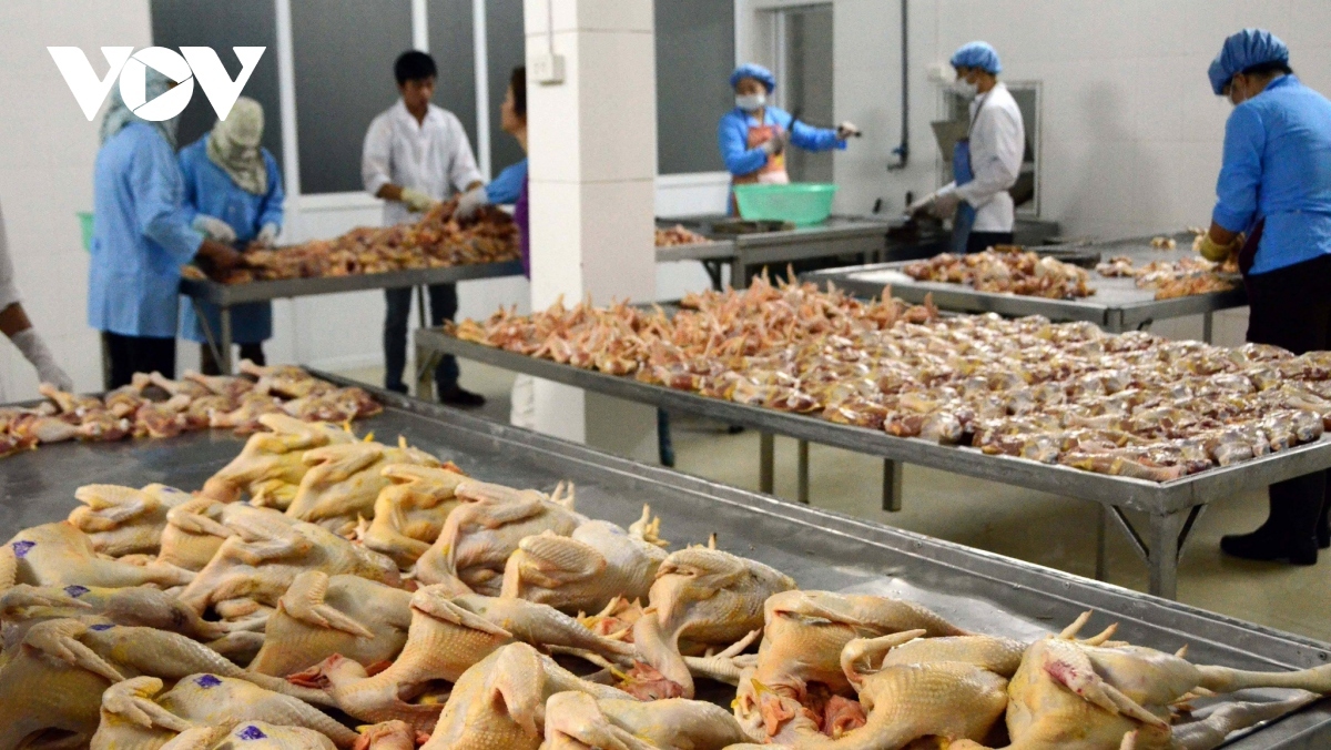 vietnamese poultry meat exports increase picture 1