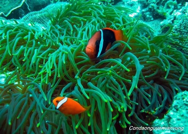 con dao national park recognised as asean heritage park picture 1