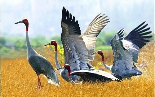 vietnam partners with thailand to save threatened crane species picture 1