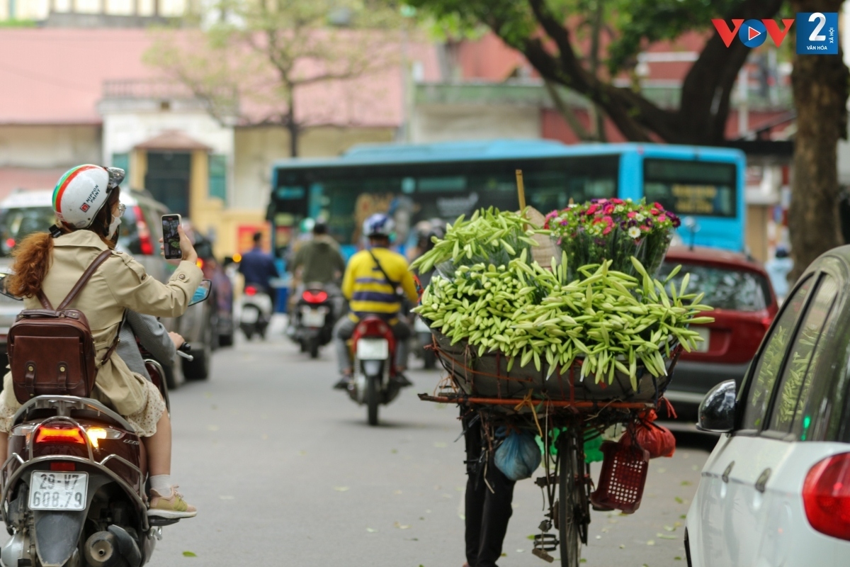 white lilies adorn hanoi streets in april picture 1