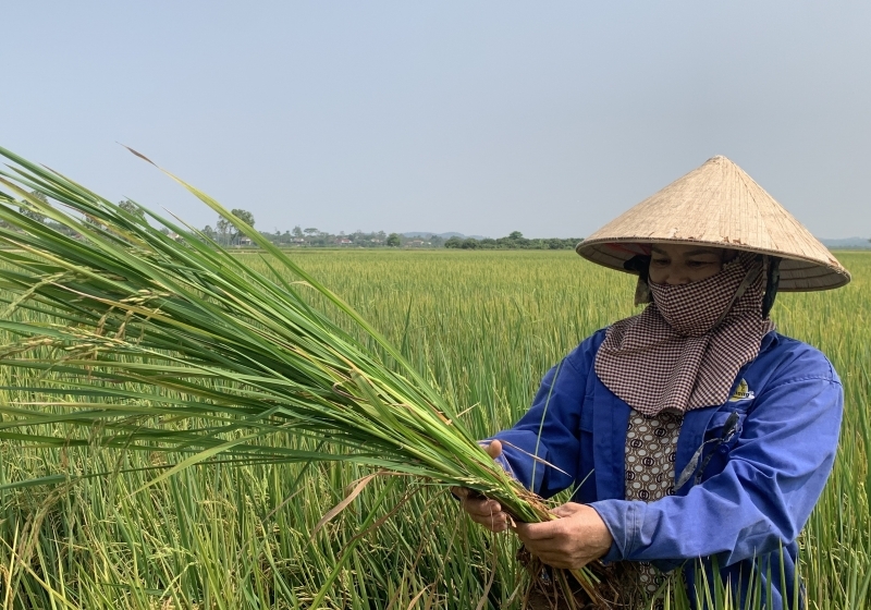 Hàng trăm ha lúa ST24, ST25 ở Đắk Lắk, Đắk Nông bị lép hạt bất thường