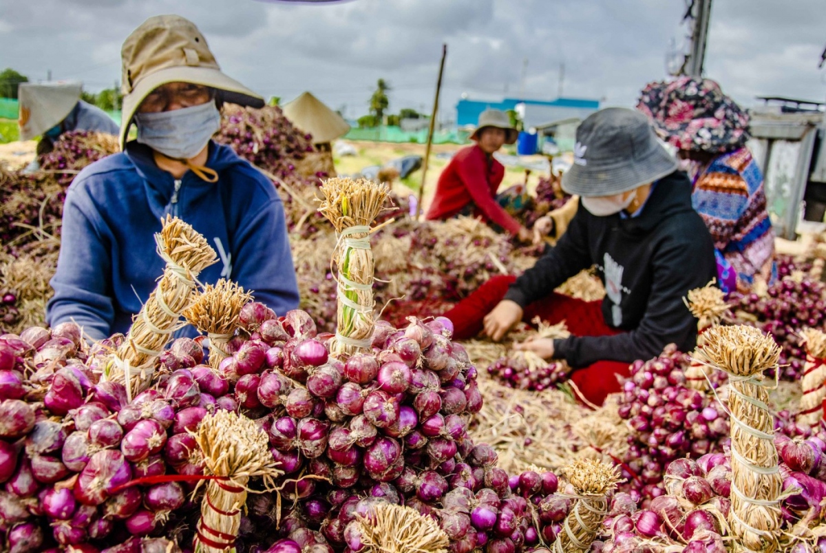 Vietnam’s spring onions are great in soups