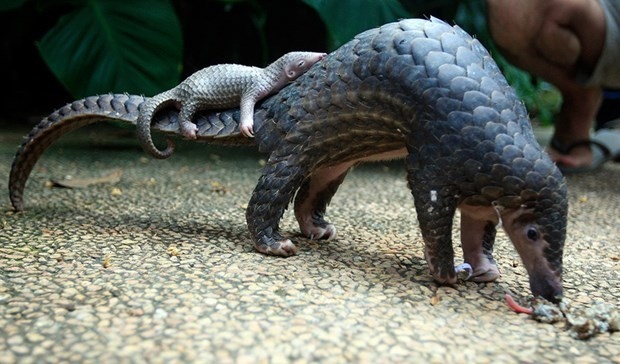 endangered sunda pangolins released into wild in ninh binh picture 1