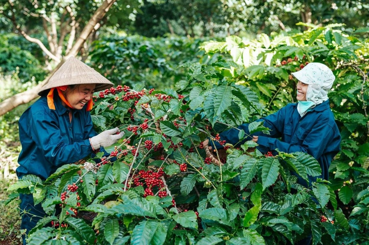 Xây dựng thương hiệu nông sản quốc gia là bài toán khó