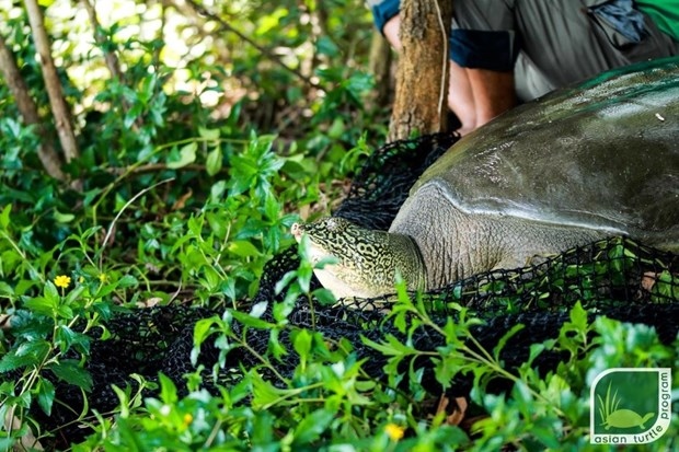 endangered turtle dies in dong mo picture 1