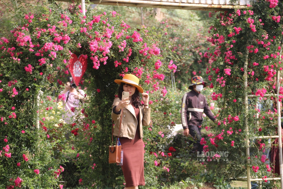 sa pa rose festival attracts thousands of visitors on opening day picture 13