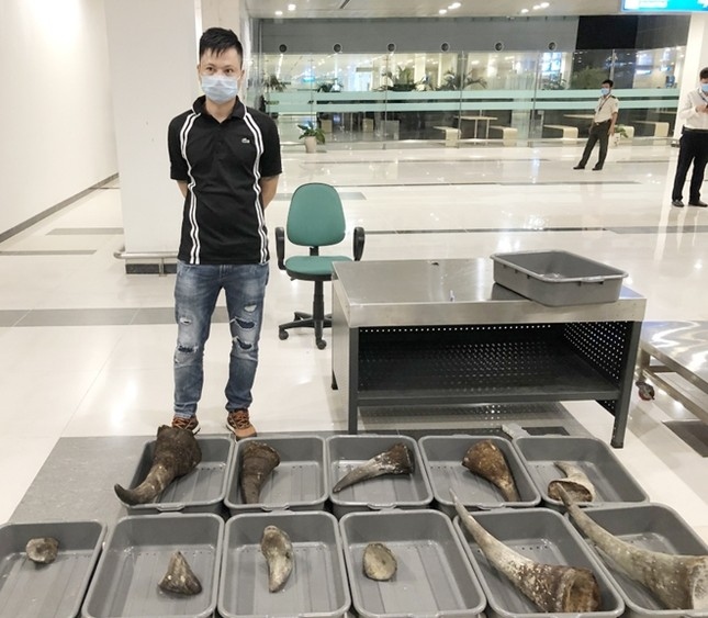haul of rhino horns and elephant tusks seized at vietnam airport picture 1