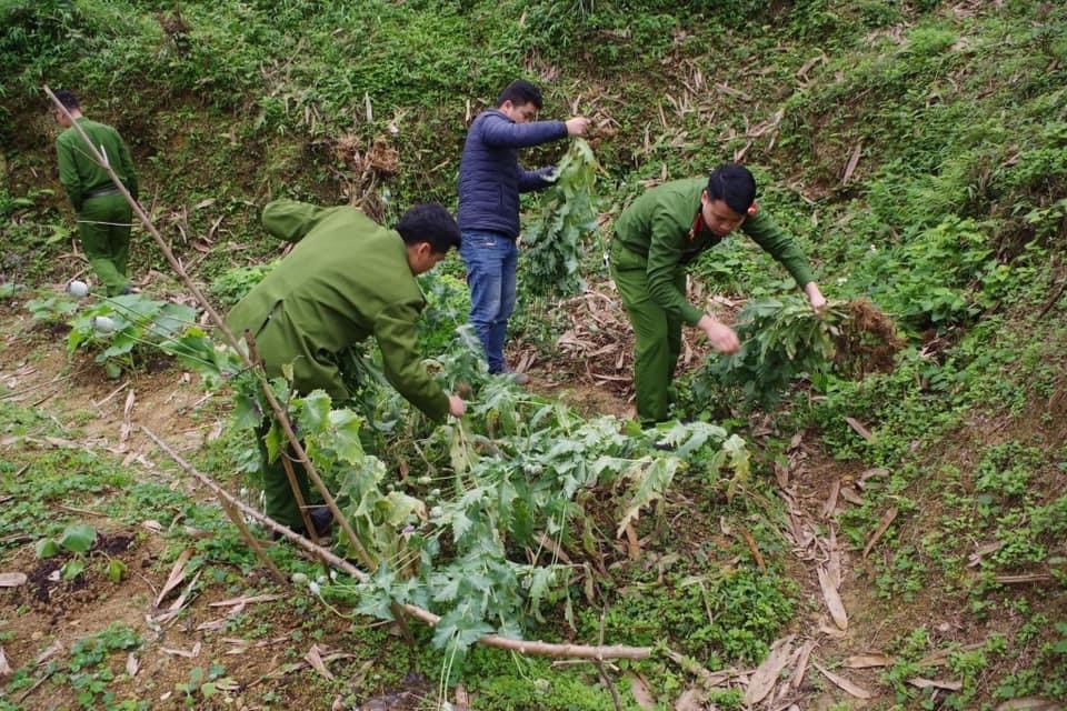 Phát hiện nhiều vụ lén lút trồng, khai thác nhựa thuốc phiện trong nhà