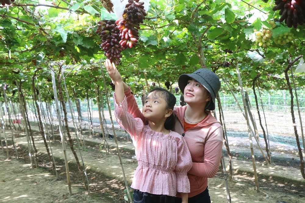 Du lịch biển Ninh Thuận và Bình Thuận hút khách dịp nghỉ lễ 30/4 và 1/5
