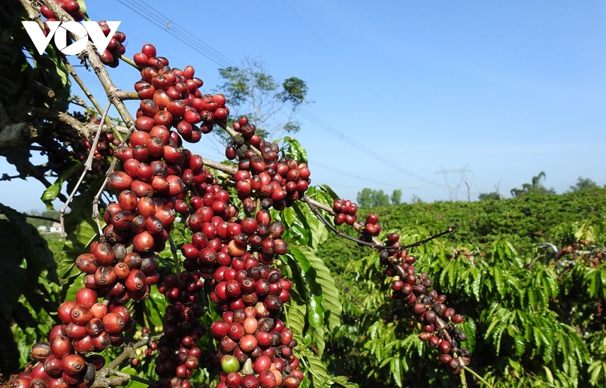 switzerland increases coffee imports from vietnam picture 1