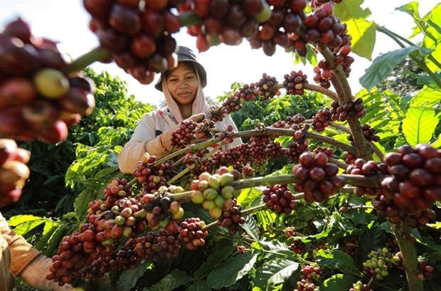 coffee export could reach us 4 billion as global prices remain high picture 1