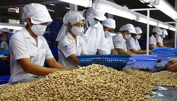 cashew exports in april hit record high picture 1