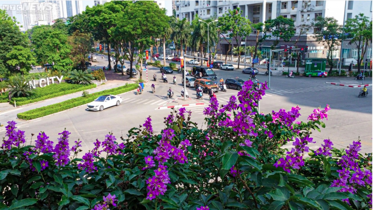 hanoi streets turn purple with crape myrtle flowers picture 10