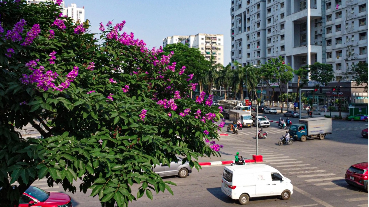 hanoi streets turn purple with crape myrtle flowers picture 2