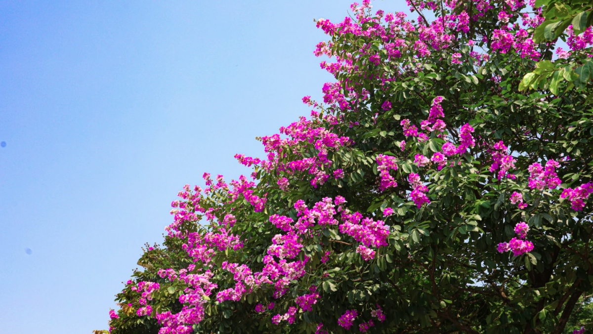 hanoi streets turn purple with crape myrtle flowers picture 3