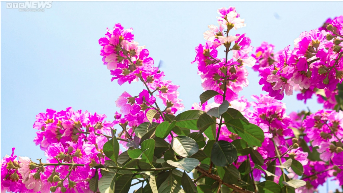 hanoi streets turn purple with crape myrtle flowers picture 6