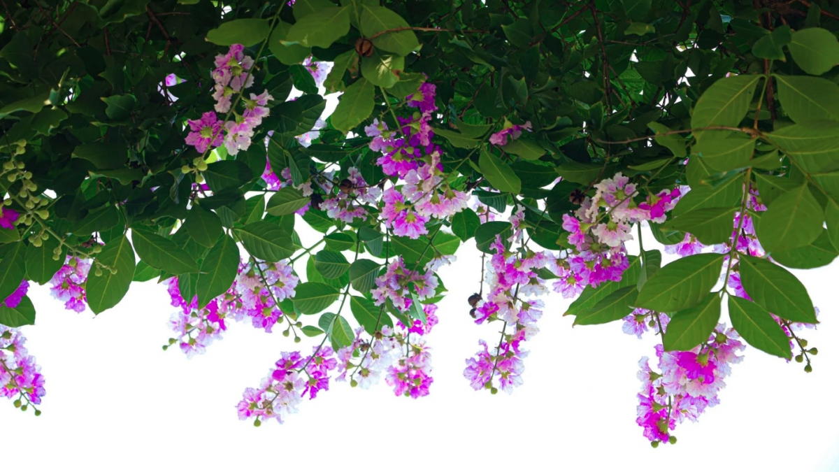 hanoi streets turn purple with crape myrtle flowers picture 8