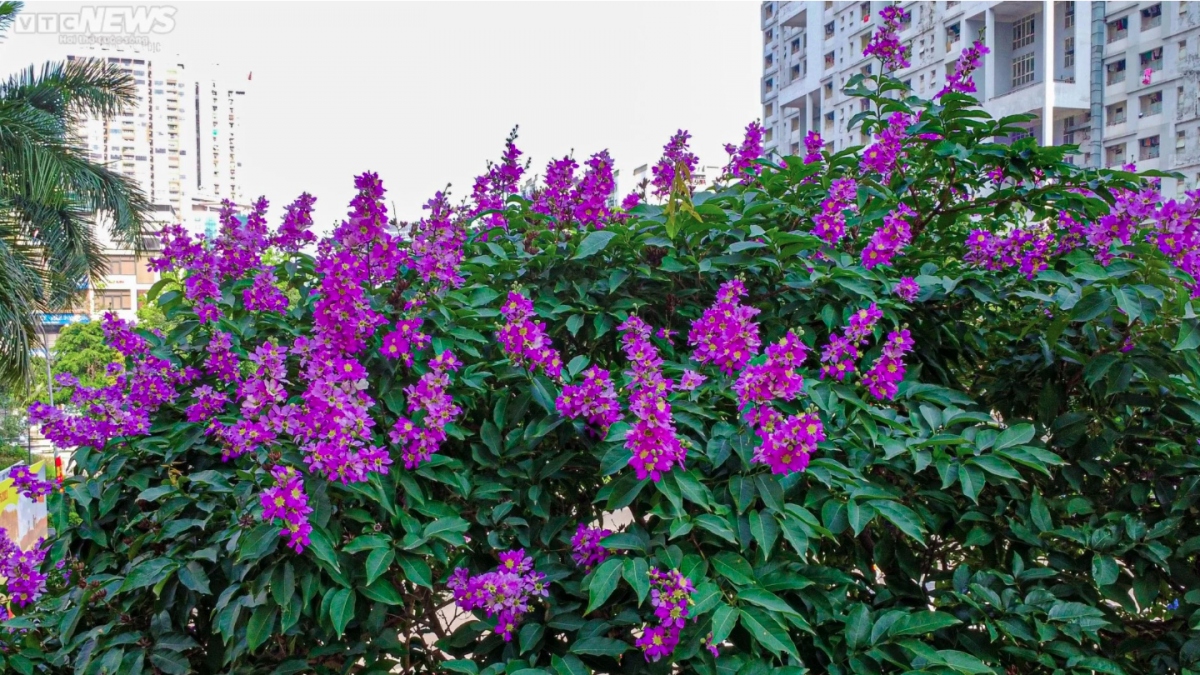 hanoi streets turn purple with crape myrtle flowers picture 9