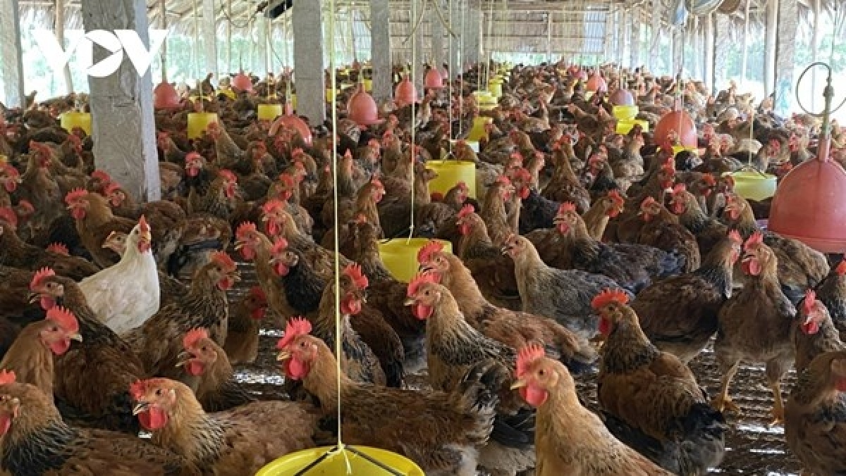 mard tightens illegal transportation of poultry into vietnamese market picture 1