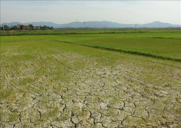 up to 1,100ha of farmland in northern region at risk of drought picture 1