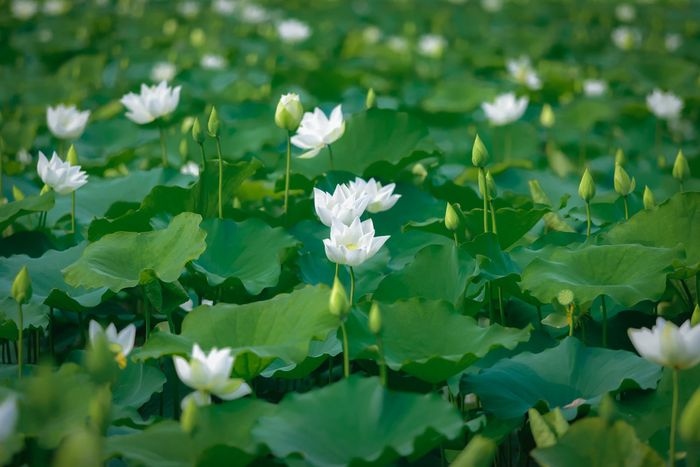 pure white lotus enchants flower lovers in hanoi picture 1