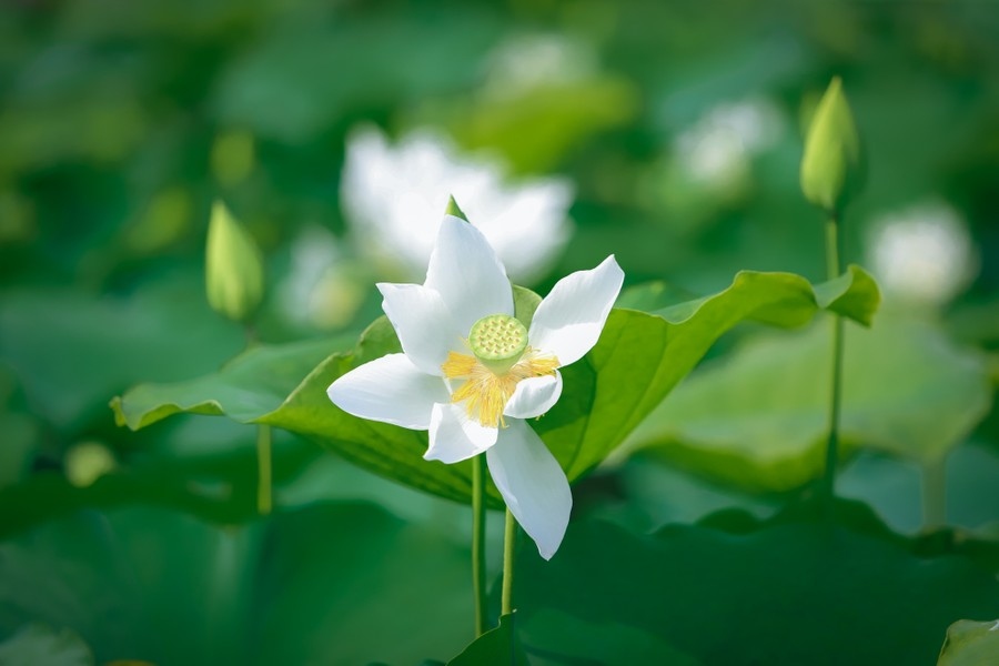 pure white lotus enchants flower lovers in hanoi picture 10