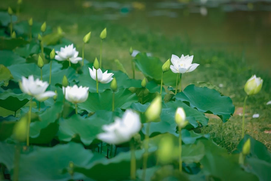 pure white lotus enchants flower lovers in hanoi picture 11