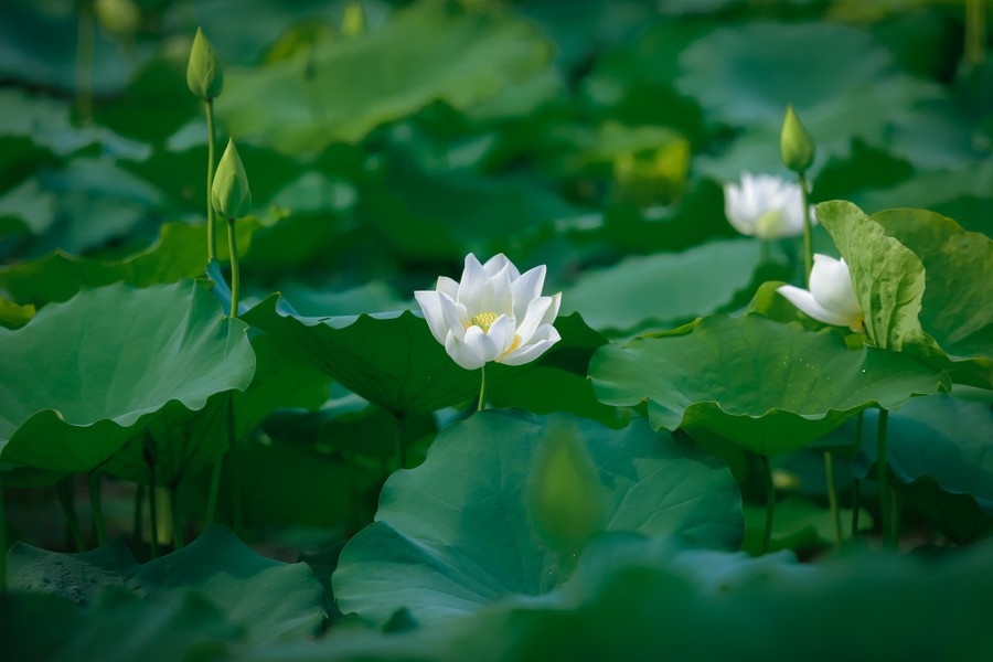 pure white lotus enchants flower lovers in hanoi picture 13