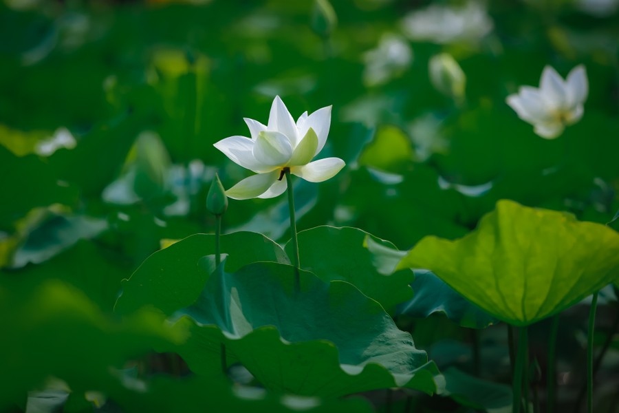 pure white lotus enchants flower lovers in hanoi picture 2