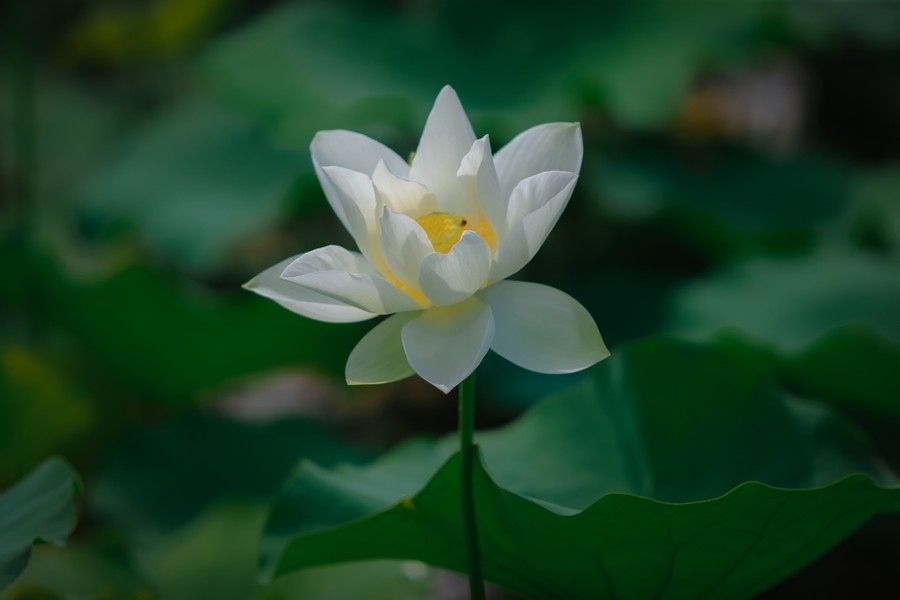 pure white lotus enchants flower lovers in hanoi picture 3