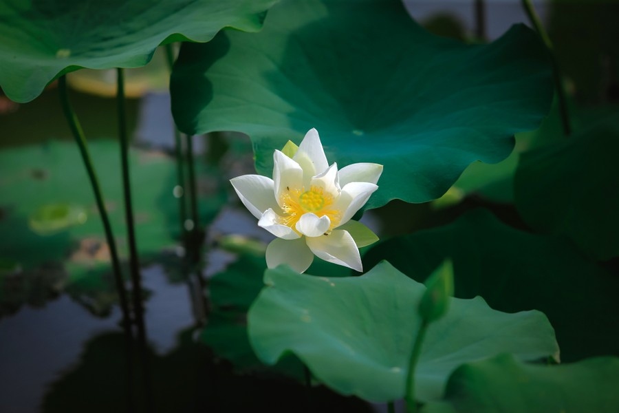 pure white lotus enchants flower lovers in hanoi picture 4