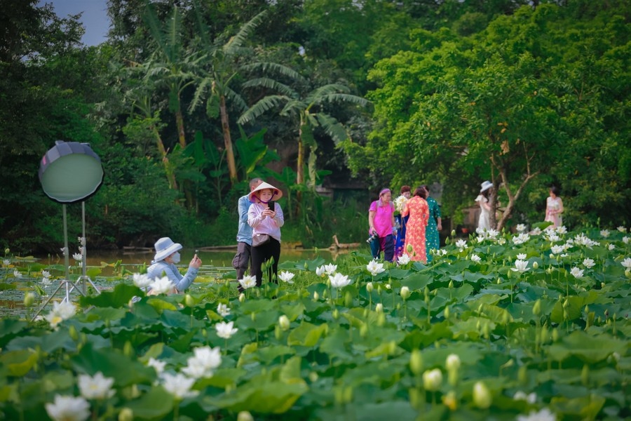 pure white lotus enchants flower lovers in hanoi picture 5