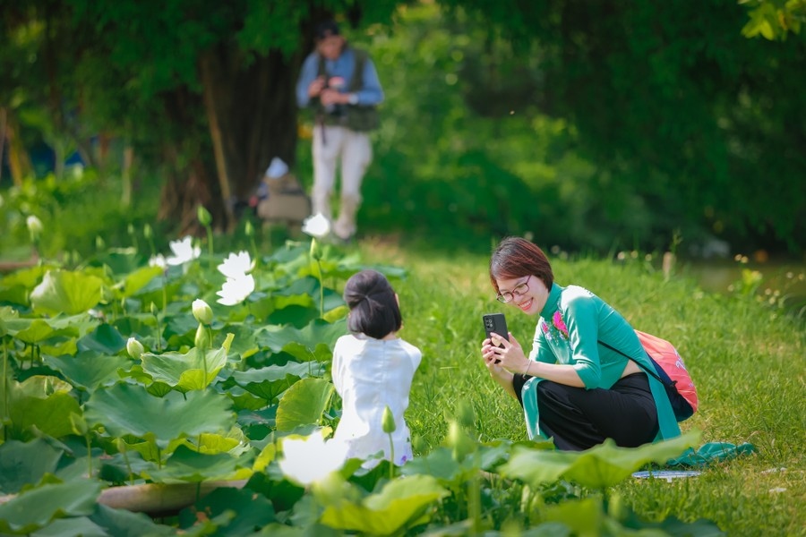 pure white lotus enchants flower lovers in hanoi picture 8