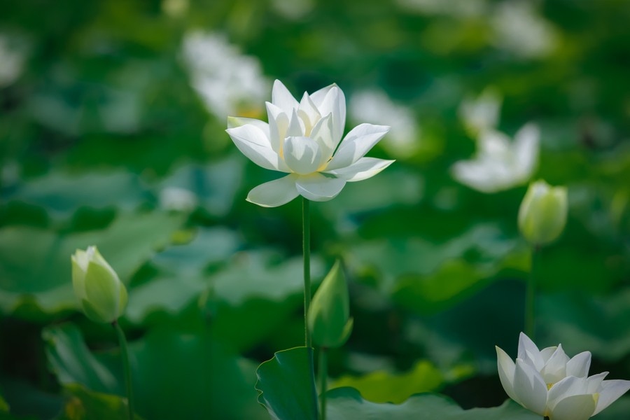 pure white lotus enchants flower lovers in hanoi picture 9